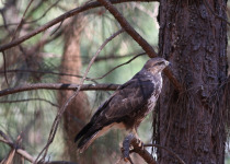 Forest Buzzard