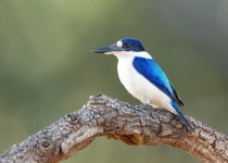Forest Kingfisher