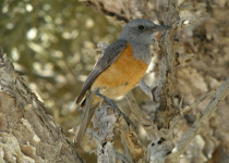 Forest Rock Thrush