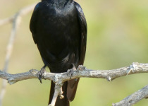 Fork-tailed Drongo
