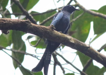 Fork-tailed drongo-cuckoo