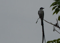 Fork-tailed Flycatcher