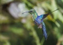 Fork-tailed Woodnymph