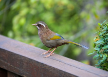 Formosan Laughingthrush