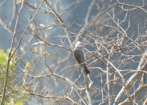 Formosan Whistling Thrush