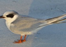 Forster's Tern