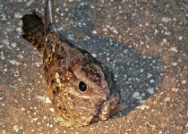 Fosse's nightjar