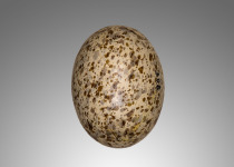 Four-banded Sandgrouse