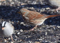 Fox Sparrow