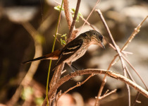 Franciscan black tyrant