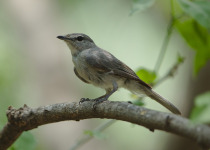 Fraser's Hill Partridge