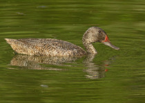 Freckled Duck