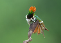 Frilled Coquette