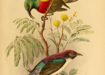 Fuelleborn's sunbird
