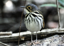 Fulvous-bellied Antpitta