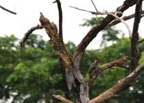 Fulvous-breasted Woodpecker