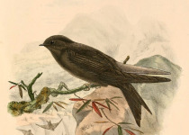 Fulvous-chested Swift