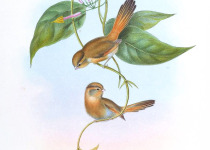 Fulvous-fronted Barwing