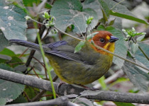 Fulvous-headed Brushfinch