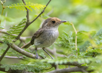 Fulvous-headed Tanager