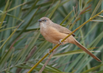 Fulvous Whistling Duck