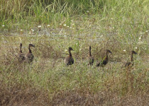 Fulvous Whistling-Duck