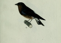 Fusca-backed Whitestart