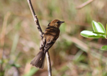 Fuscous Flycatcher