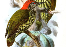 Gabon woodpecker