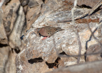 Galápagos Dove