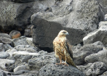 Galapagos hawk