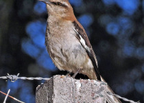 Galapagos Mockingbird
