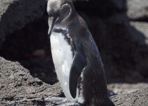 Galapagos penguin