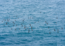Galapagos Shearwater