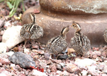 Gambel's Quail