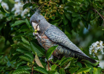 Gang-gang Cockatoo