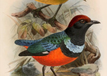 Garnet Pitta