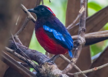 Garnet Pitta