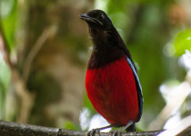 Garnet Pitta