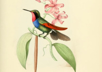Garnet Pitta