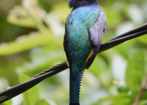 Gartered Trogon