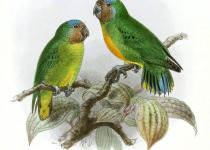 Geelvink Pygmy Parrot