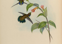 Geoffroy's Wedgebill