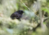 Getty's Tapaculo