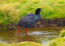 Giant Coot