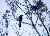 Giant Cowbird
