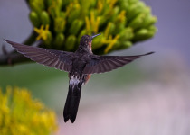 Giant Hummingbird
