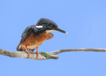 Giant Kingfisher