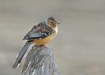 Giant Scimitar Babbler