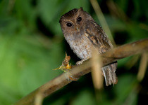 Giant Scops Owl